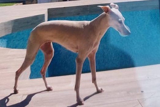 Muere atropellada 'Himla', la perrita que buscaba desesperadamente la influencer Linn Lowes en Marbella - himla e1651139075301 Muere atropellada 'Himla', la perrita que buscaba desesperadamente la influencer Linn Lowes en Marbella - himla e1651139075301