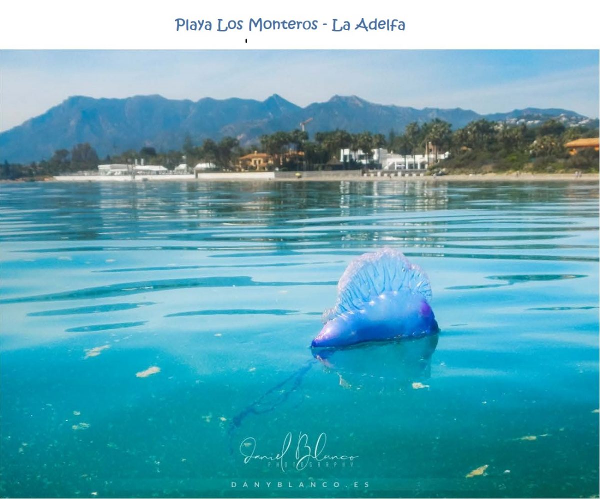 La temida Carabela portuguesa aparece en el litoral al Este de Marbella - Carabela 1 La temida Carabela portuguesa aparece en el litoral al Este de Marbella - Carabela 1