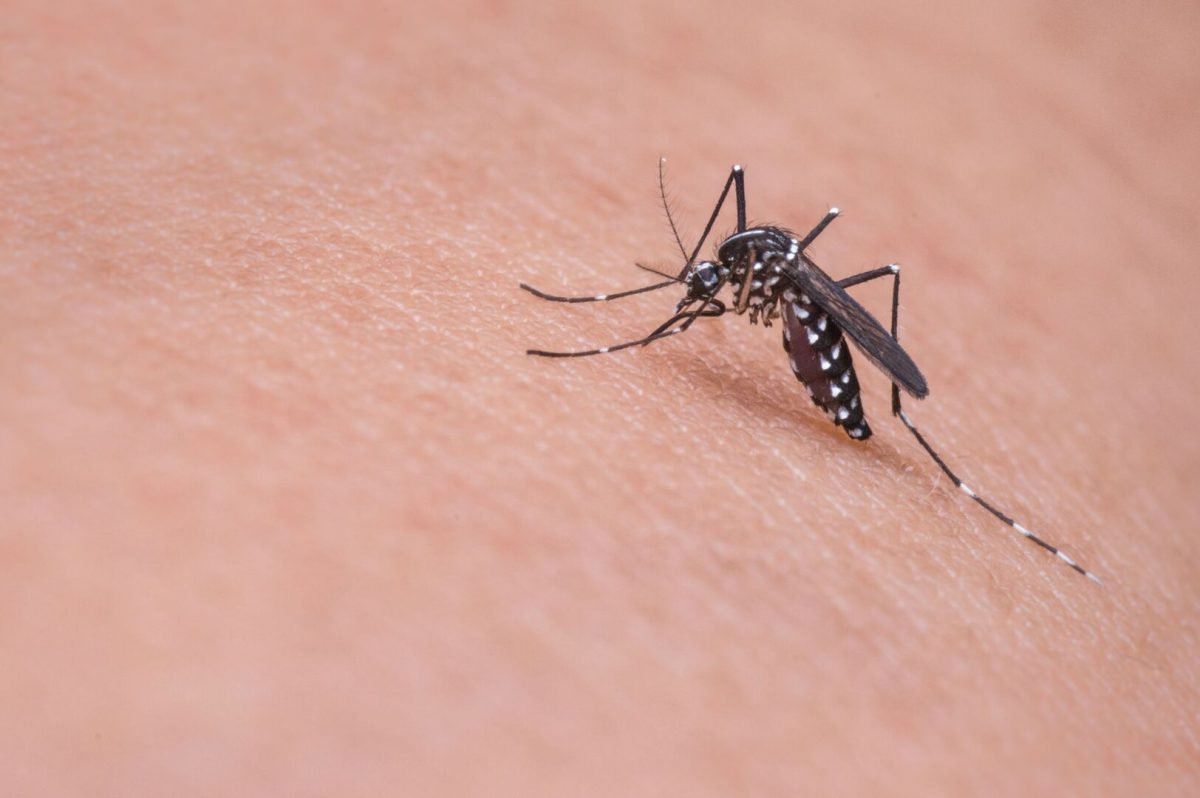 «Si te pica, notifica»: 'Mosquito Alert', la nueva app de Sanidad para controlar a estos insectos - mosquito macro insectos