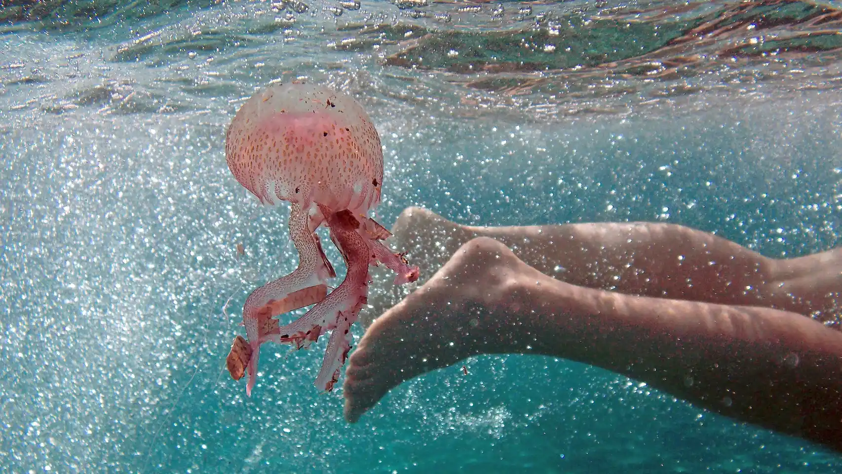 Las medusas se retrasan pero llegarán a la Costa del Sol - Las medusas se retrasan pero llegarán a la Costa del Sol -