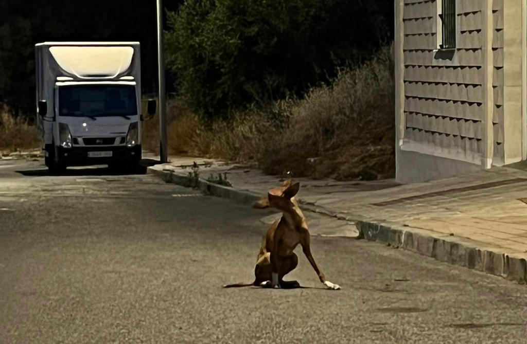 La perrita que deambulaba por Estepona, al fin a salvo - WhatsApp Image 2022 06 20 at 10.46.23 AM La podenca en el Polígono Industrial. / D.MACÍAS