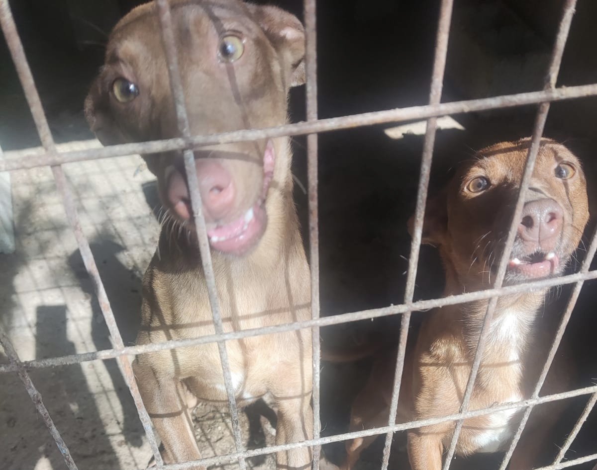 Los perros abandonados en una finca de Estepona ya han sido rescatados - FE8141D8 8287 4657 BCD5 02FE39DBA271 Los perros abandonados en una finca de Estepona ya han sido rescatados - FE8141D8 8287 4657 BCD5 02FE39DBA271