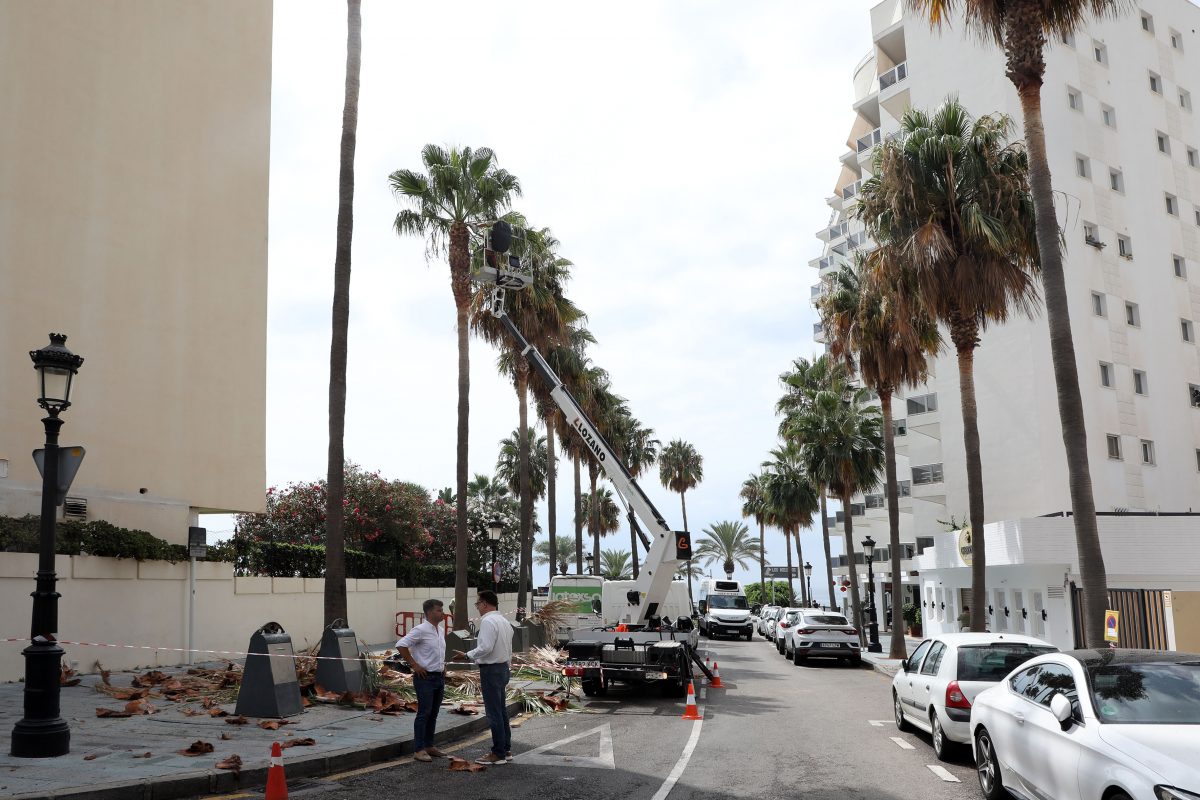 Marbella inicia un plan de poda en 30.000 árboles y palmeras - 0H3A5116 Marbella inicia un plan de poda en 30.000 árboles y palmeras - 0H3A5116