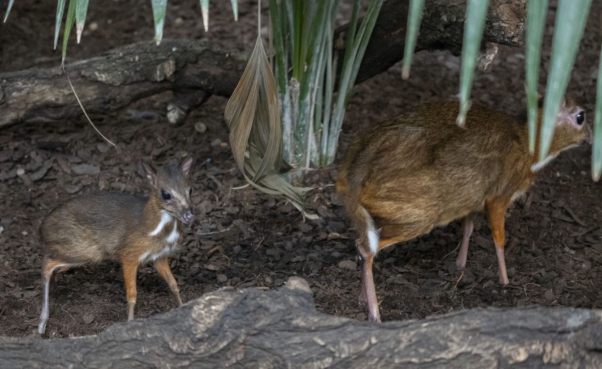 Nace en Fuengirola un 'ciervo ratón', el rumiante más pequeño del mundo - Ciervoraton BioparcFeungirola1 web Nace en Fuengirola un 'ciervo ratón', el rumiante más pequeño del mundo - Ciervoraton BioparcFeungirola1 web