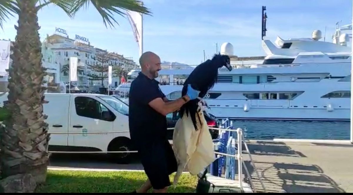 Un surfista rescata a un buitre negro que cayó al mar en Puerto Banús - Buitre Un surfista rescata a un buitre negro que cayó al mar en Puerto Banús - Buitre