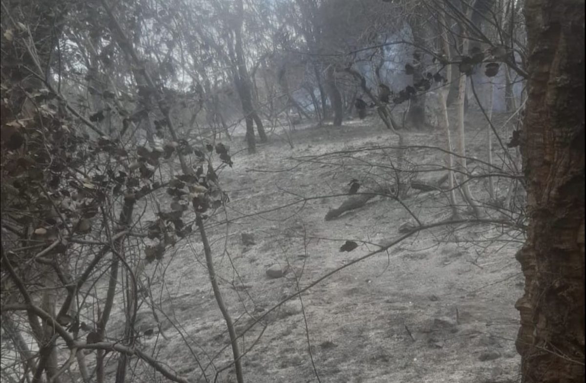 Vecinos de Jubrique ayudaron a apagar el fuego de este domingo: "Agradecemos que nos dejaran aconsejar" - Captura de Pantalla 2022 09 19 a las 12.27.45 Imágenes del resultado de las llamas en Jubrique. / Consorcio Bomberos