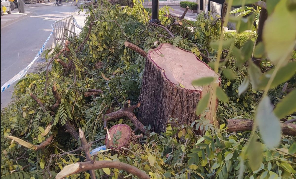 Critican el "ecopostureo" de Marbella tras "sus brutales talas" en el arbolado urbano - Captura de Pantalla 2022 10 05 a las 17.11.19 Tala de árboles en Marbella.