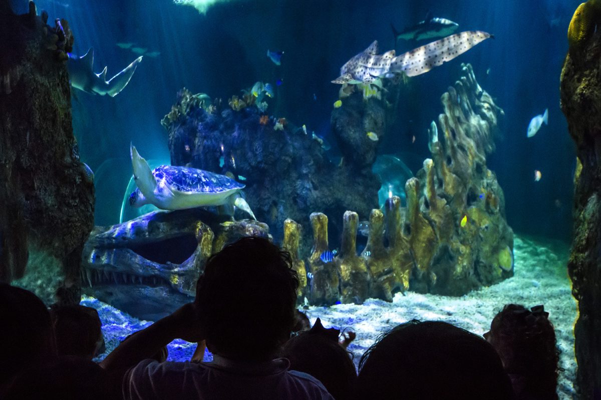Más de 600 escolares participan en el proyecto 'Cuido mi mar' para impulsar la protección del mundo marino - SEA LIFE BENALMADENA SEA LIFE BENALMADENA
