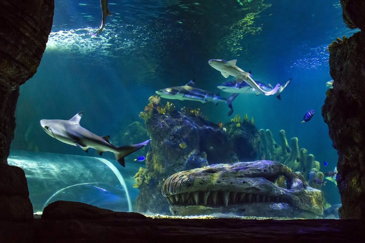 El acuario de Sea Life se convertirá en un pasadizo del terror - Sealife El acuario de Sea Life se convertirá en un pasadizo del terror - Sealife
