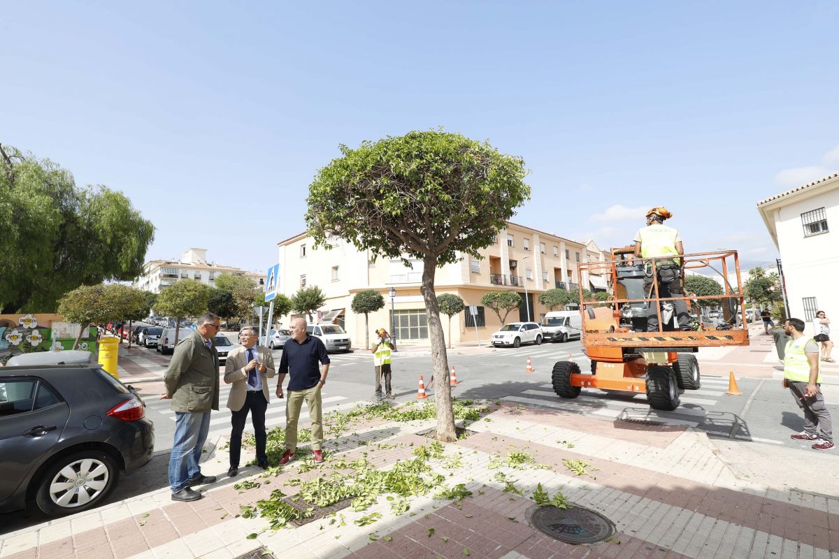 La primera fase del plan de poda de San Pedro actuará durante tres meses sobre 2.000 árboles y palmeras - TGM7047 Poda de árboles en San Pedro.