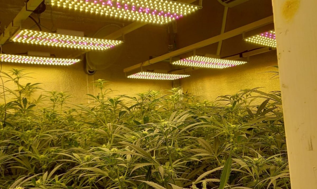 La Policía Local interviene 1.200 plantas de marihuana en una vivienda de Manilva - 2021 04 19 el puerto plantacio n marihuana La Policía Local interviene 1.200 plantas de marihuana en una vivienda de Manilva - 2021 04 19 el puerto plantacio n marihuana