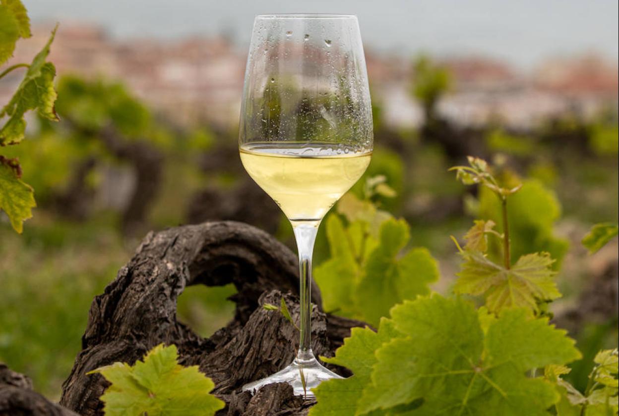 Manilva ofrece una cata de vinos y una visita a sus bodegas - BDA24DFE 7830 42B7 97A6 CF4350368005 Manilva ofrece una cata de vinos y una visita a sus bodegas - BDA24DFE 7830 42B7 97A6 CF4350368005