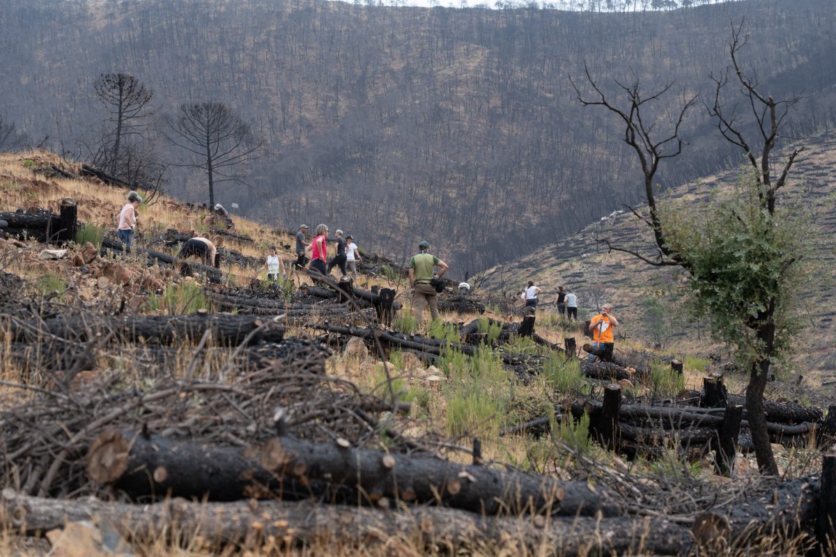 Arranca la gran reforestación de Sierra Bermeja tras el devastador incendio: hasta 90.000 árboles nuevos - DSC07293 Arranca la gran reforestación de Sierra Bermeja tras el devastador incendio: hasta 90.000 árboles nuevos - DSC07293