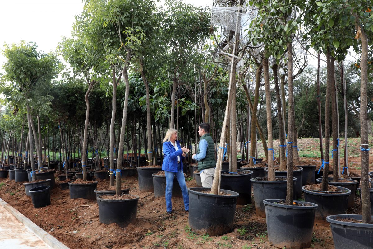 Marbella plantará más de 330 árboles en los próximos dos meses, con el objetivo de alcanzar los 2.000 nuevos ejemplares en su plan municipal de arbolado - 0H3A8618 Marbella plantará más de 330 árboles en los próximos dos meses, con el objetivo de alcanzar los 2.000 nuevos ejemplares en su plan municipal de arbolado - 0H3A8618