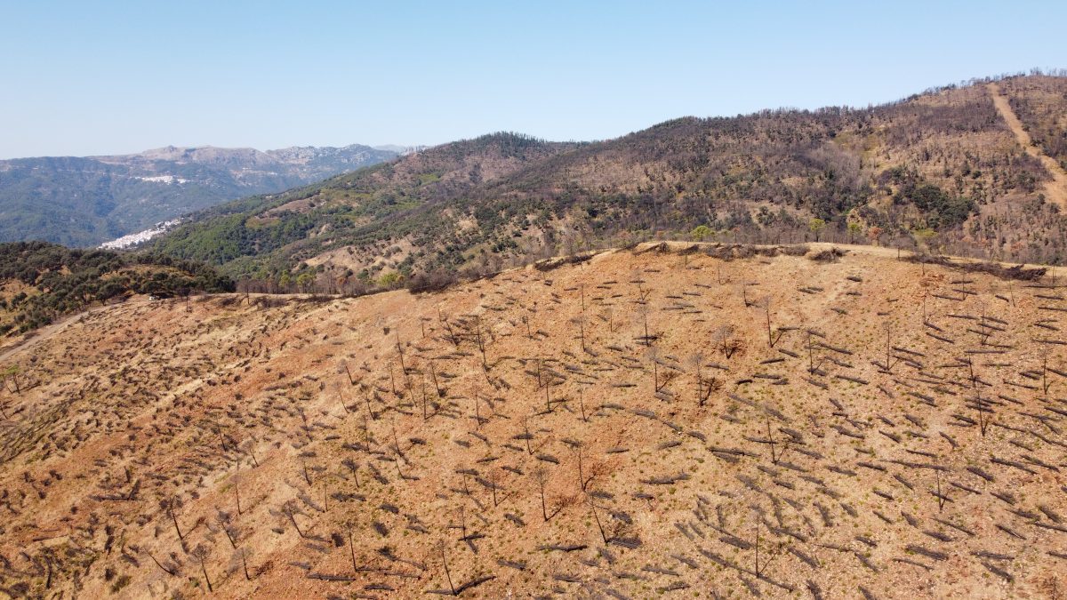 Vandalismo ambiental: arrancan la mayoría de los árboles de una zona reforestada en Sierra Bermeja - DSC0325 Vandalismo ambiental: arrancan la mayoría de los árboles de una zona reforestada en Sierra Bermeja - DSC0325