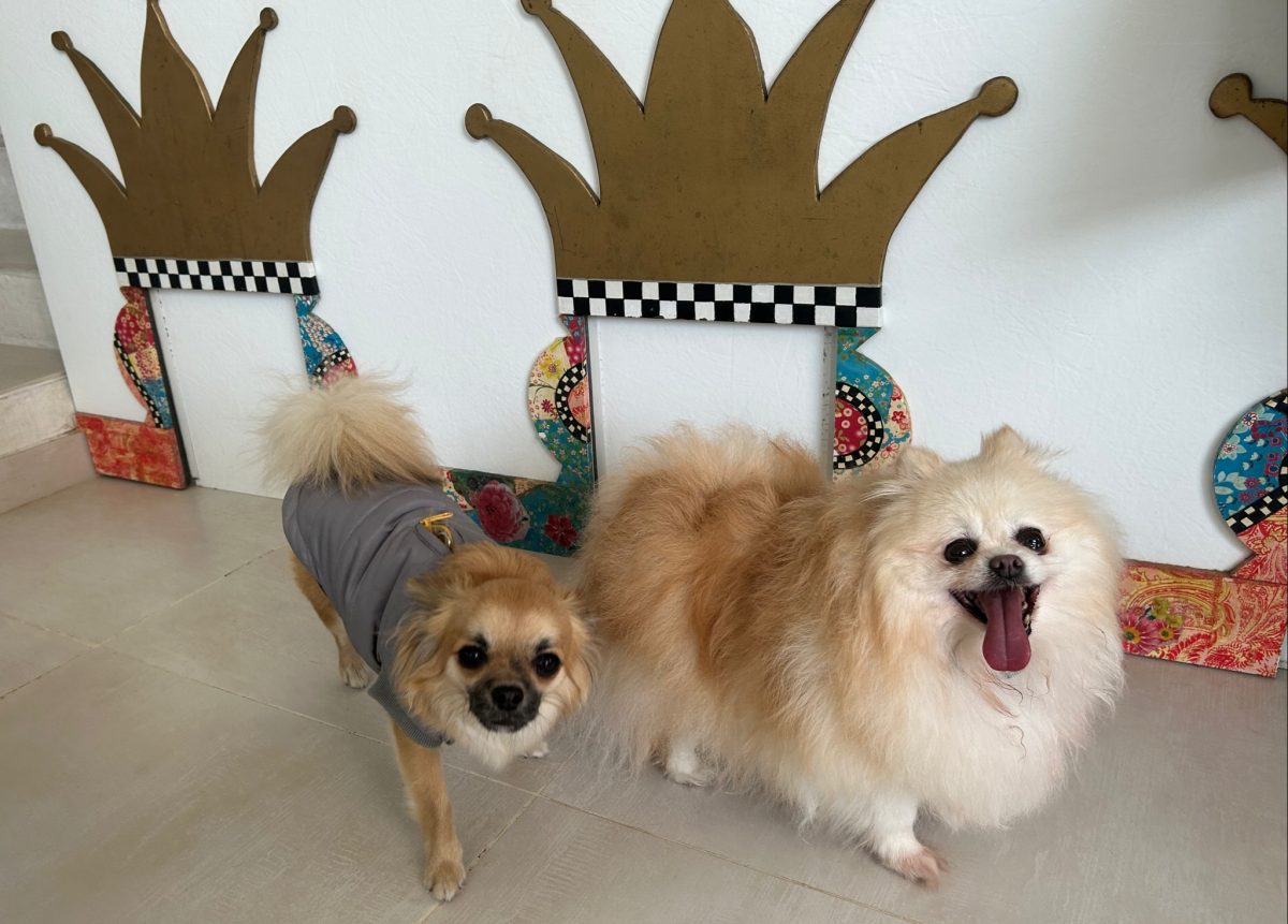 Tiny Dog Hotel, el resort de lujo para nuestros amigos peludos de cuatro patas - WhatsApp Image 2023 01 26 at 10.48.09 Tiny Dog Hotel, el resort de lujo para nuestros amigos peludos de cuatro patas - WhatsApp Image 2023 01 26 at 10.48.09