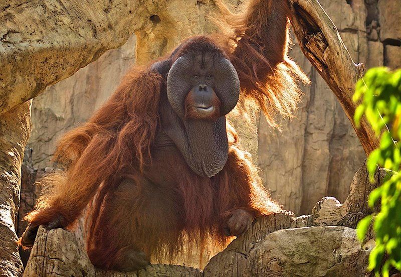 Muere Peek, el orangután de Borneo de Bioparc Fuengirola, tras casi 30 años de vida - 07cc3cf2b401564a8a909156f9afe22a Peek