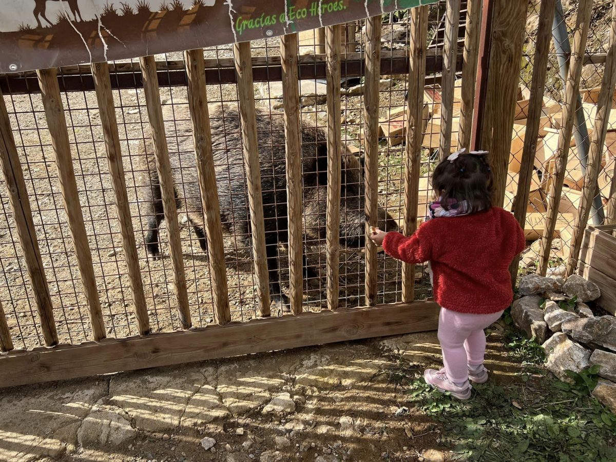 Un mes para desalojar a los animales de la Eco Reserva de Ojén: "No se van. Esta es su casa" - 330161186 650836906844530 4175744317690271700 n Niña alimentando a uno de los jabalíes de la Reserva el día de la concentración.