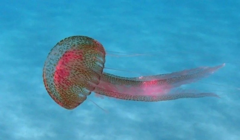 Torremolinos sigue estudiando la problemática de sus playas, como las medusas o los microplásticos - WhatsApp Image 2023 02 14 at 18.21.03 Torremolinos sigue estudiando la problemática de sus playas, como las medusas o los microplásticos - WhatsApp Image 2023 02 14 at 18.21.03