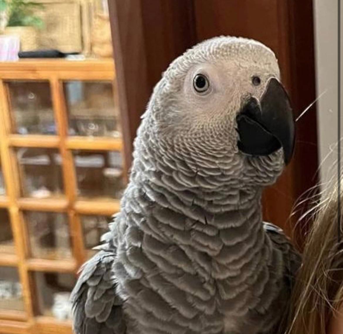 Ofrecen 500 euros de recompensa para quien encuentre a Curro, un loro perdido en Marbella - WhatsApp Image 2023 02 15 at 13.51.37 Ofrecen 500 euros de recompensa para quien encuentre a Curro, un loro perdido en Marbella - WhatsApp Image 2023 02 15 at 13.51.37