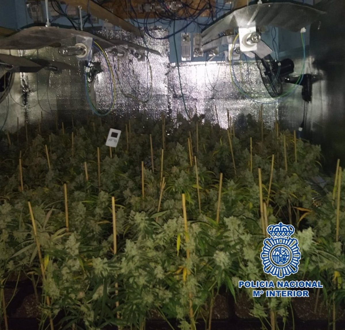 Detienen en Málaga a una pareja con 436 plantas de marihuana en su casa - Marihuana Detienen en Málaga a una pareja con 436 plantas de marihuana en su casa - Marihuana