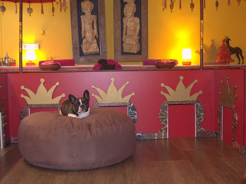 Tiny Dog Hotel en Marbella: el lujo también es para los perros - tiny dog hotel galeria home 12 Tiny Dog Hotel en Marbella: el lujo también es para los perros - tiny dog hotel galeria home 12