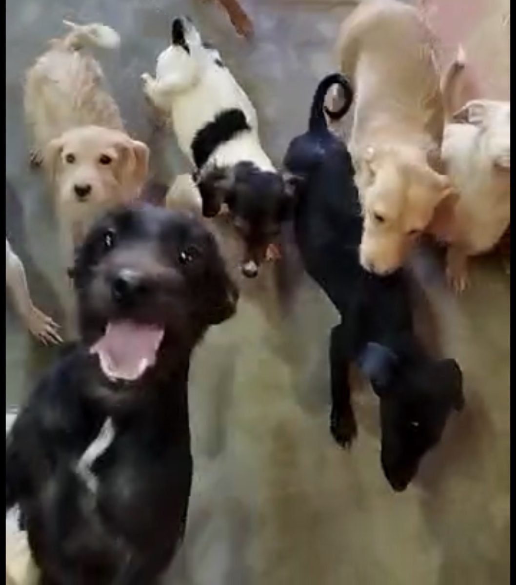 ADANA está desbordada: piden voluntarios y alimentos tras recibir una avalancha de animales abandonados - IMG 0520 Perros abandonados en ADANA.
