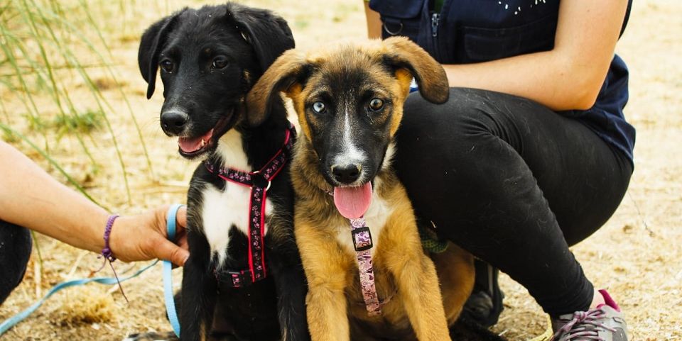 Más protección y sacrificio cero: Estepona amplía el servicio de rescate animal y atención 24 horas - Perros Más protección y sacrificio cero: Estepona amplía el servicio de rescate animal y atención 24 horas - Perros
