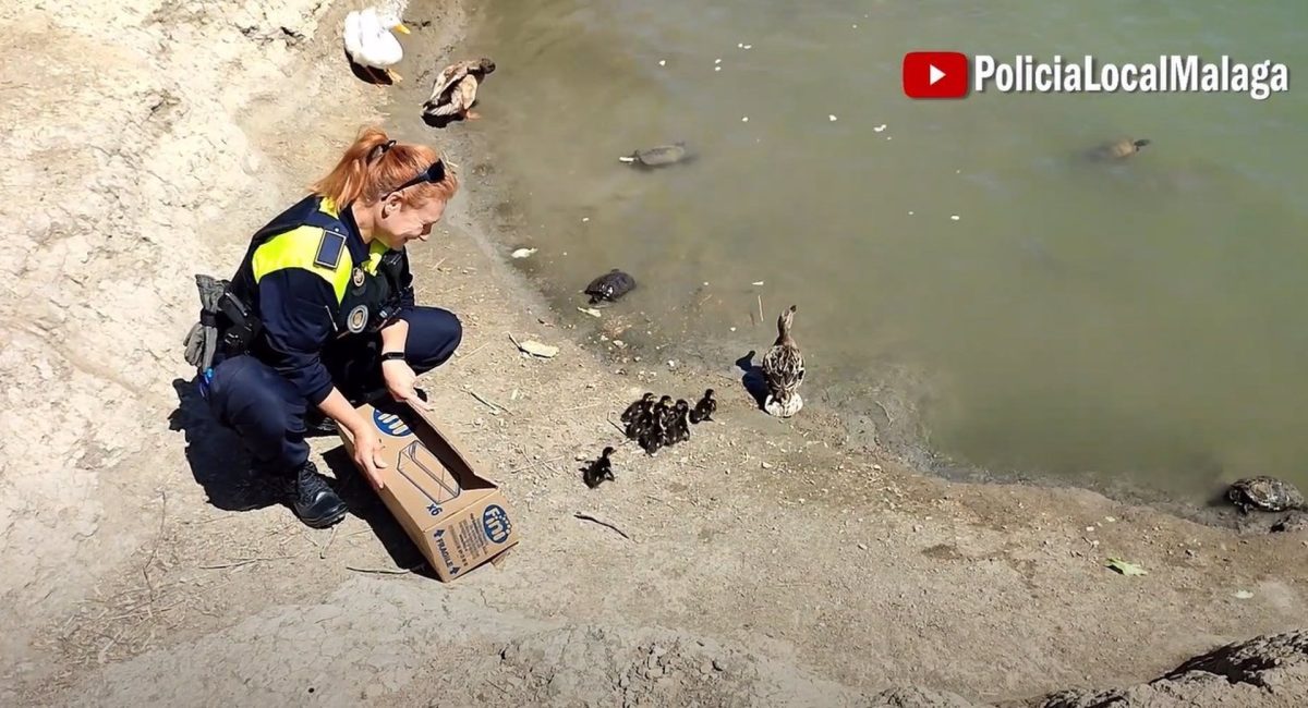 Final feliz para una familia de patitos que son devueltos a su hábitat en Málaga - fotonoticia 20230418132247 1920 Final feliz para una familia de patitos que son devueltos a su hábitat en Málaga - fotonoticia 20230418132247 1920