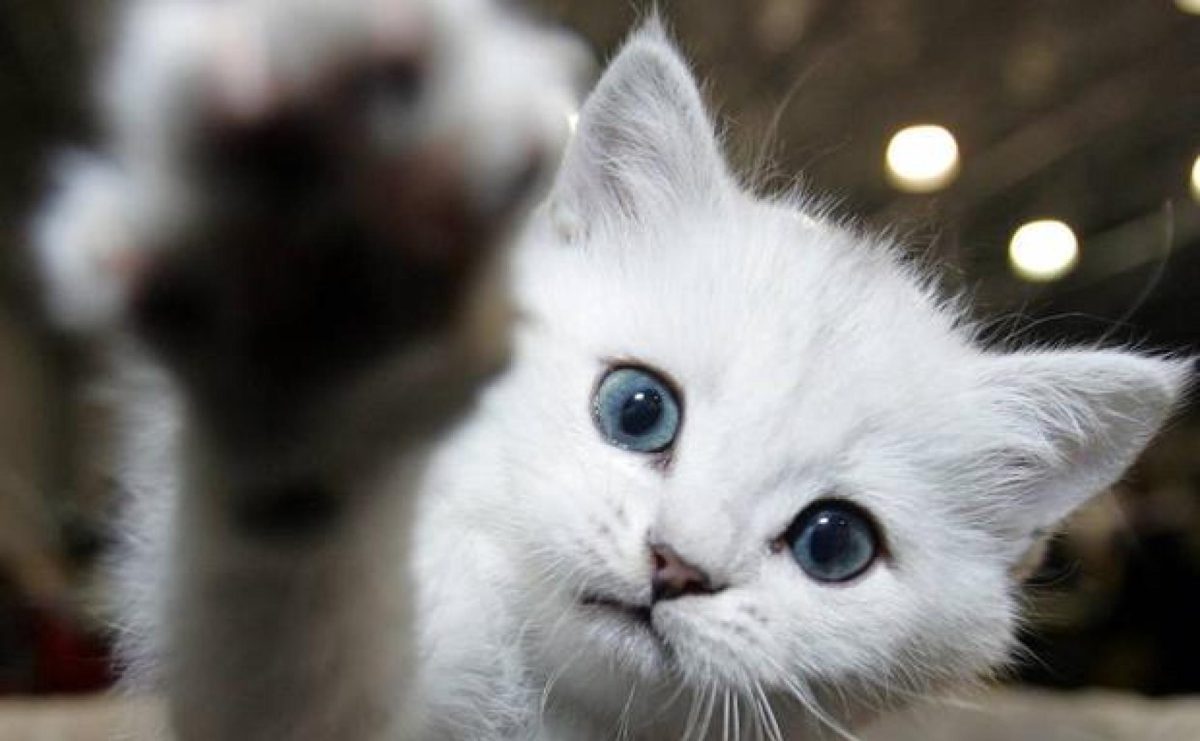 Denuncian el robo de tres casetas en Benalmádena donde se refugiaban los gatos callejeros - gateteee kpLE U130582841182JJB Denuncian el robo de tres casetas en Benalmádena donde se refugiaban los gatos callejeros - gateteee kpLE U130582841182JJB