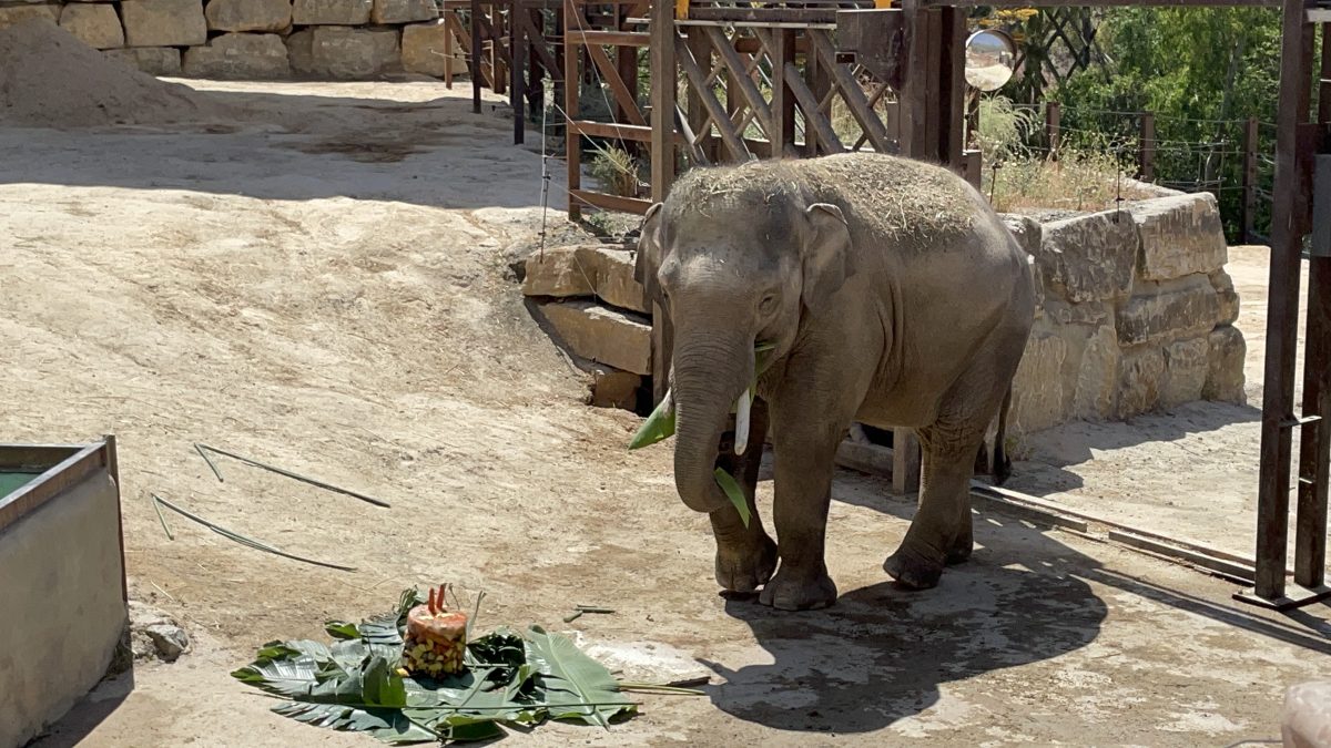 Bogor, el elefante asiático que vive en Estepona, celebra su 11 cumpleaños - B4B94353 96EC 4E9F BF45 6D58AE129506