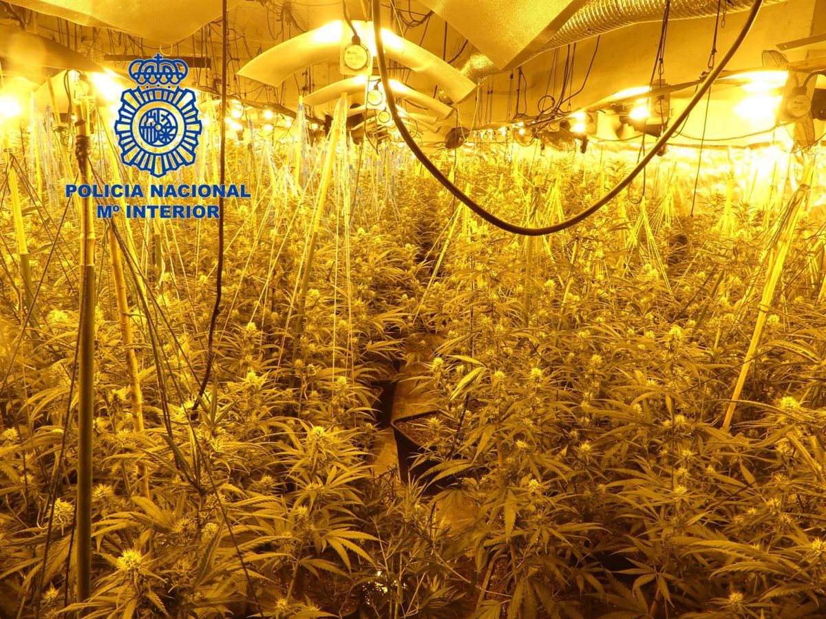 Intervienen 1.000 plantas de marihuana al desmantelar cuatro laboratorios en varios pisos de Málaga - Marihuana Intervienen 1.000 plantas de marihuana al desmantelar cuatro laboratorios en varios pisos de Málaga - Marihuana