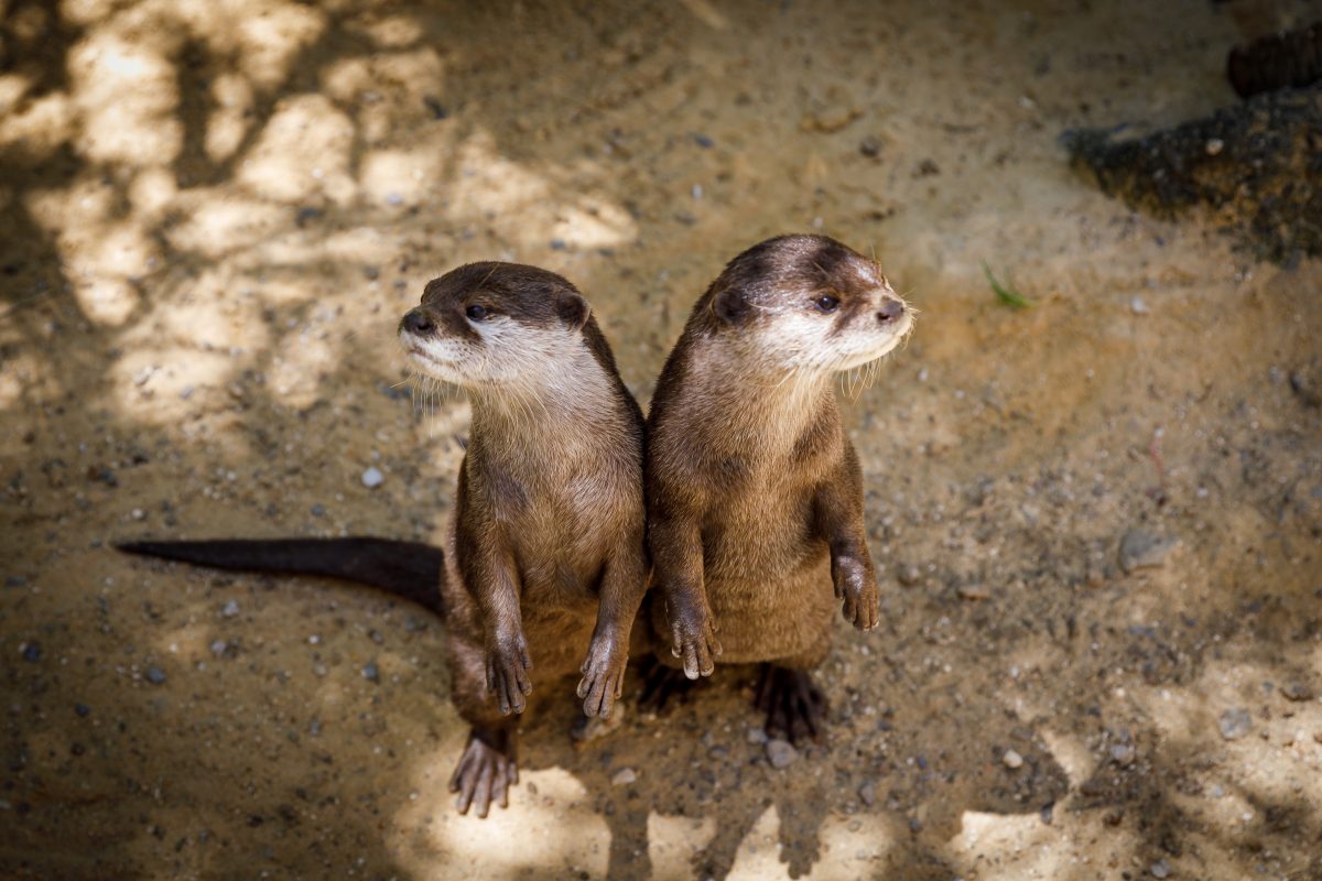 Nutrias, caballitos barrigudos de mar y hasta pirañas: Sea Life Benalmádena hace balance de 2024 - SWA Nutria de unas cortas 2021 Nutrias, caballitos barrigudos de mar y hasta pirañas: Sea Life Benalmádena hace balance de 2024