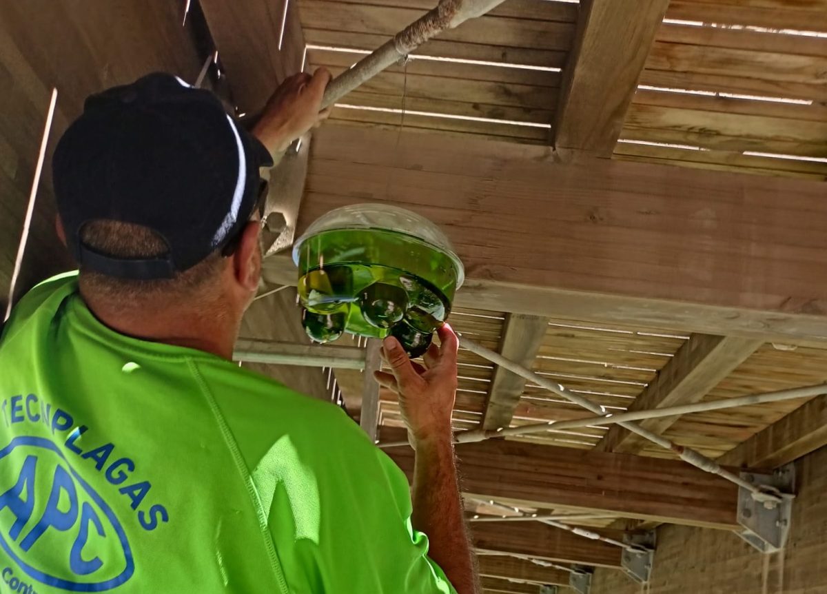 Manilva instala trampas contra la avispa asiática - Trampas Manilva instala trampas contra la avispa asiática - Trampas