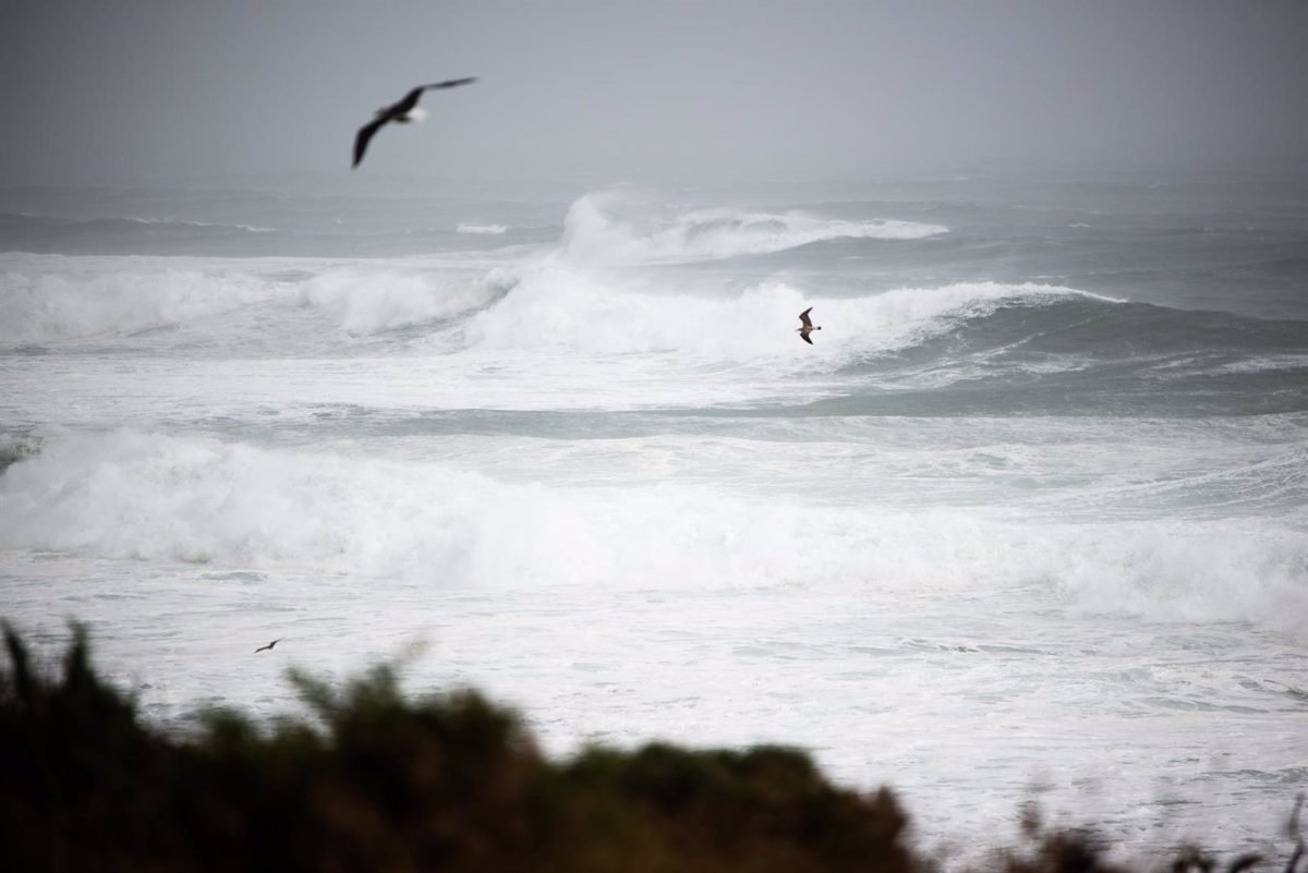 Ya está en marcha el plan para el control de nidos y crías de gaviotas - fotonoticia 20230508150250 1920 Ya está en marcha el plan para el control de nidos y crías de gaviotas - fotonoticia 20230508150250 1920