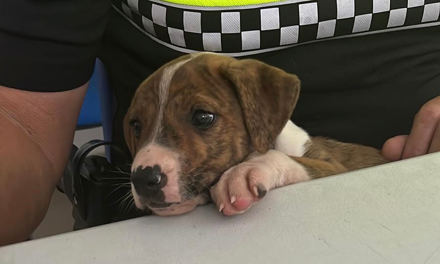 Este cachorro busca familia en Estepona, ¿quieres ser tú? - C37091E0 8DD8 47B3 BAB0 EFFBE6B91426 Este cachorro busca familia en Estepona, ¿quieres ser tú? - C37091E0 8DD8 47B3 BAB0 EFFBE6B91426