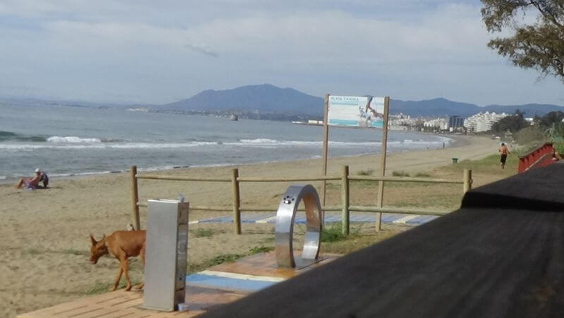 Estas son las playas de perros que puedes disfrutar este verano con tu mascota en la Costa del Sol - IMG 5382 Estas son las playas de perros que puedes disfrutar este verano con tu mascota en la Costa del Sol - IMG 5382