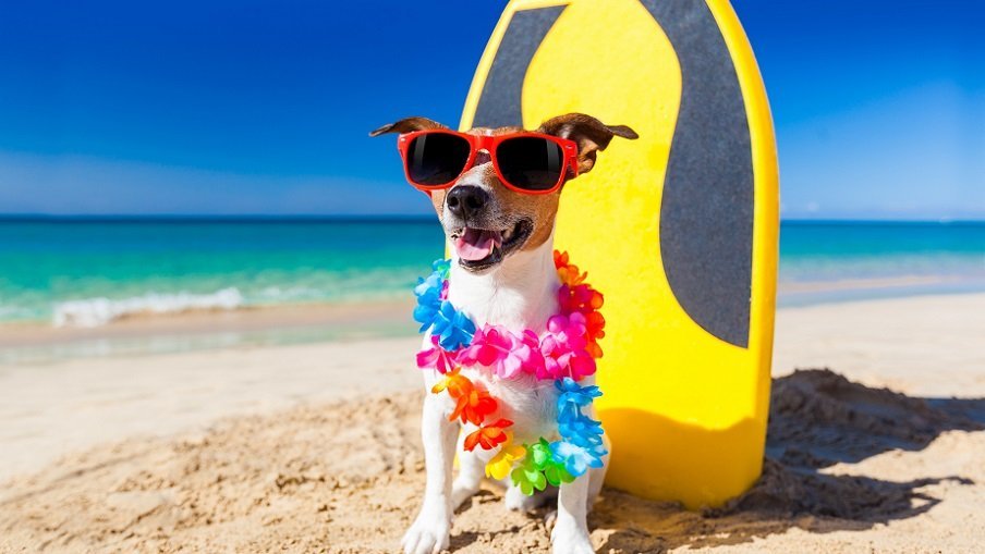 Estas son las playas de perros que puedes disfrutar este verano con tu mascota en la Costa del Sol - IMG 5385 Estas son las playas de perros que puedes disfrutar este verano con tu mascota en la Costa del Sol - IMG 5385