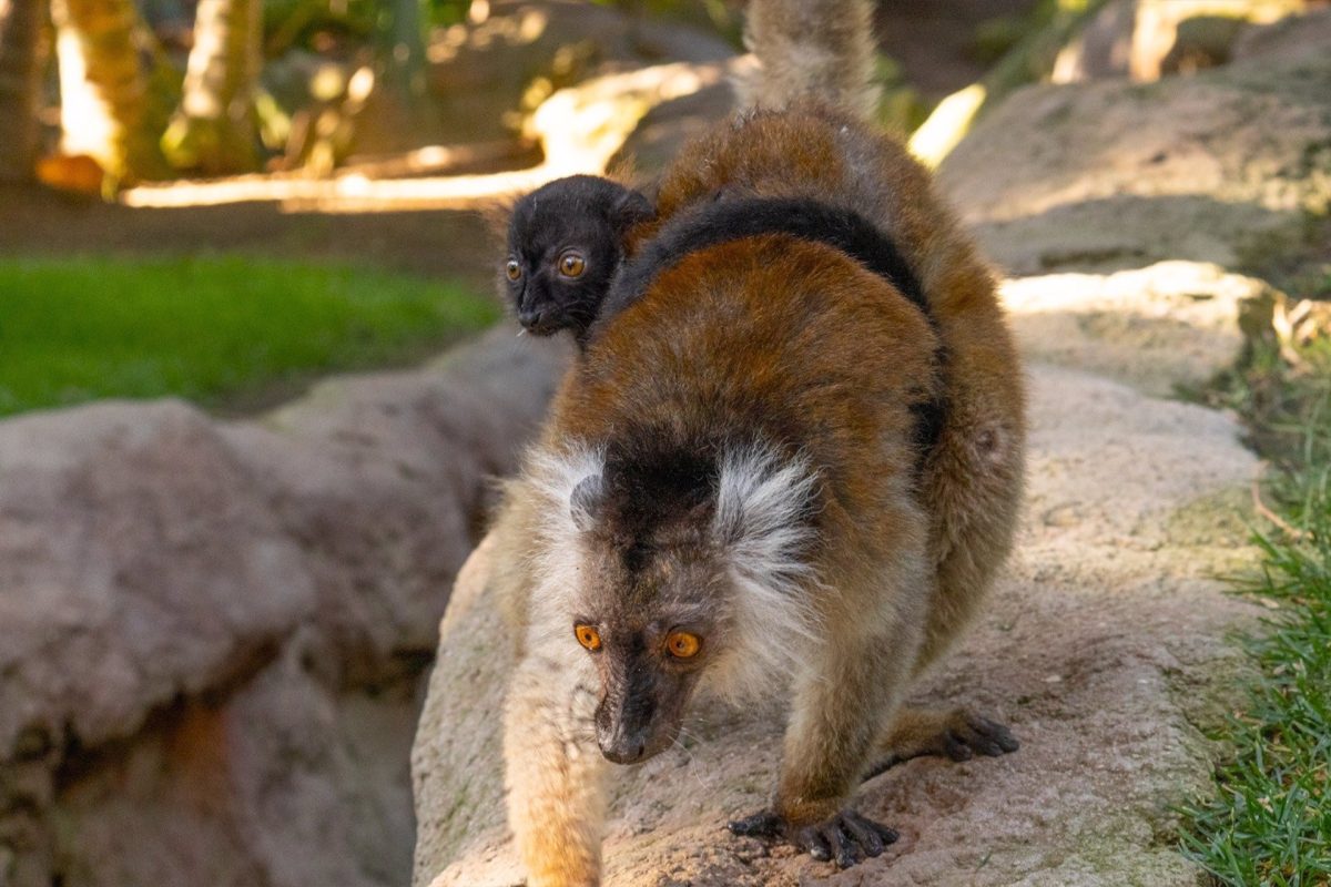 Una cría de lémur negro nace en Bioparc Fuengirola - fotonoticia 20230616100653 1920 Una cría de lémur negro nace en Bioparc Fuengirola - fotonoticia 20230616100653 1920