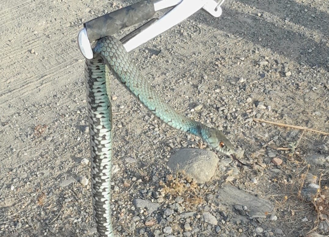 Bomberos retiran una serpiente de una plaza de Estepona - Culebra en Cancelada Bomberos retiran una serpiente de una plaza de Estepona - Culebra en Cancelada