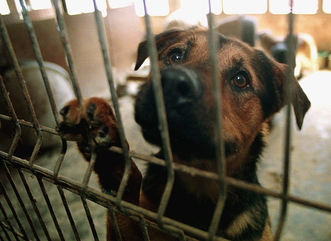 Fuengirola cubre a los empadronados todas las tasas necesarias para adoptar animales abandonados - IMG 7090 Fuengirola cubre a los empadronados todas las tasas necesarias para adoptar animales abandonados - IMG 7090