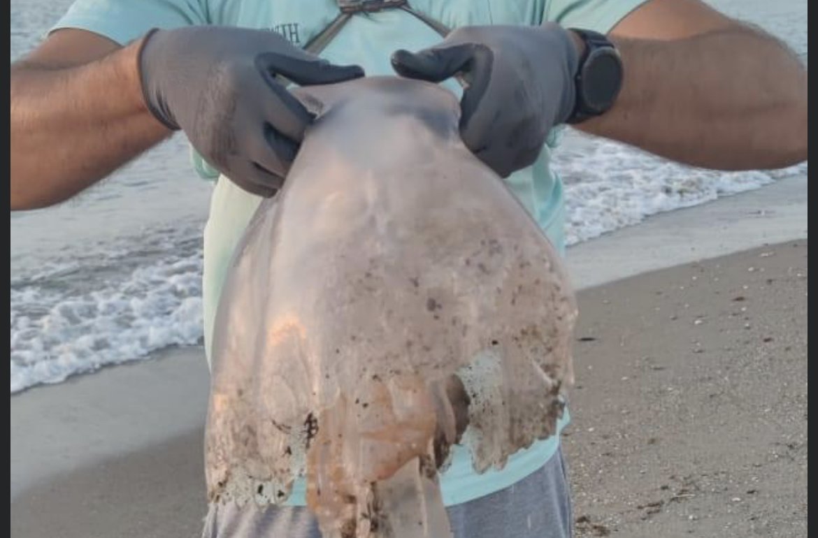 Aparece una medusa gigante de más de 5 kilos en una playa de Manilva - IMG 7774 Aparece una medusa gigante de más de 5 kilos en una playa de Manilva - IMG 7774
