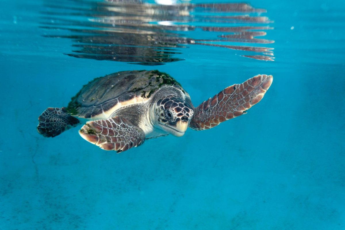 Una tortuga boba anida en una playa de Marbella con 69 huevos - WhatsApp Image 2023 07 10 at 16.41.25 Una tortuga boba anida en una playa de Marbella con 69 huevos - WhatsApp Image 2023 07 10 at 16.41.25