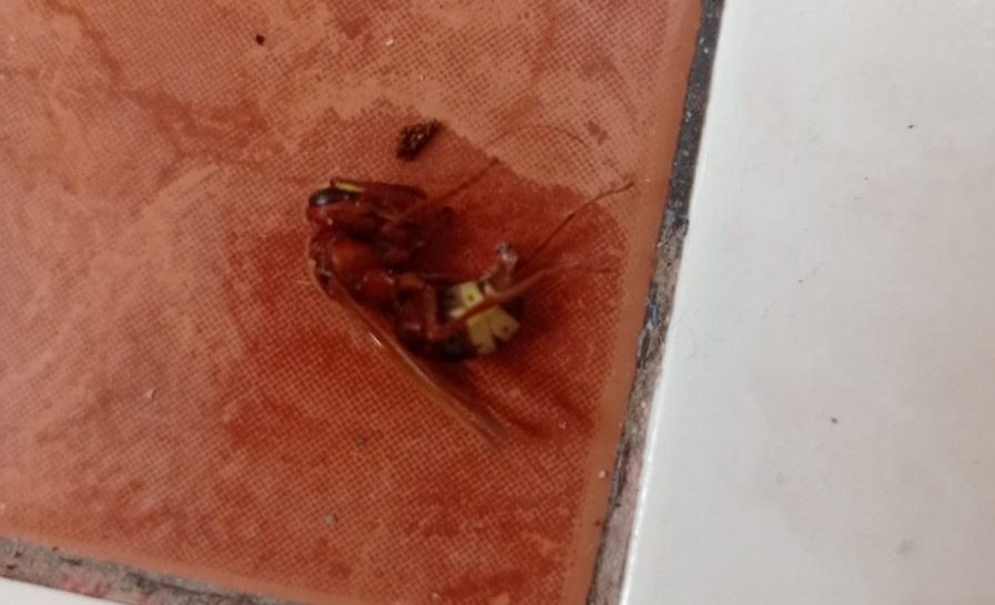 Alertan de la aparición de avispas asiáticas por la Calle Huerta Nueva en Estepona - WhatsApp Image 2023 07 24 at 16.44.12 e1690211386153 Alertan de la aparición de avispas asiáticas por la Calle Huerta Nueva en Estepona - WhatsApp Image 2023 07 24 at 16.44.12 e1690211386153