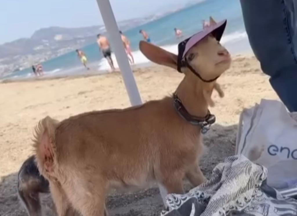 Julia, la cabra que adora ir a jugar a la playa de perros de Fuengirola - WhatsApp Image 2023 07 26 at 10.55.06 Julia, la cabra que adora ir a jugar a la playa de perros de Fuengirola - WhatsApp Image 2023 07 26 at 10.55.06