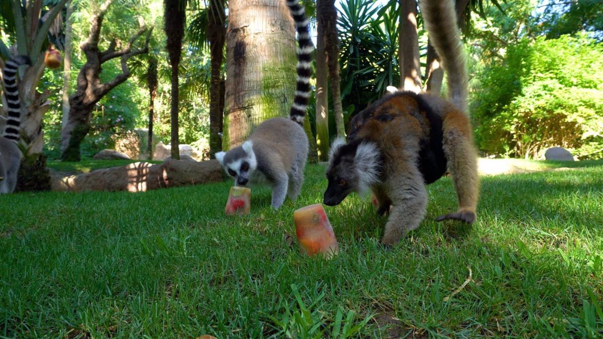 Helados de sabores para los animales de Bioparc Fuengirola ante esta ola de calor - fotonoticia 20230712131052 1920 Helados de sabores para los animales de Bioparc Fuengirola ante esta ola de calor - fotonoticia 20230712131052 1920