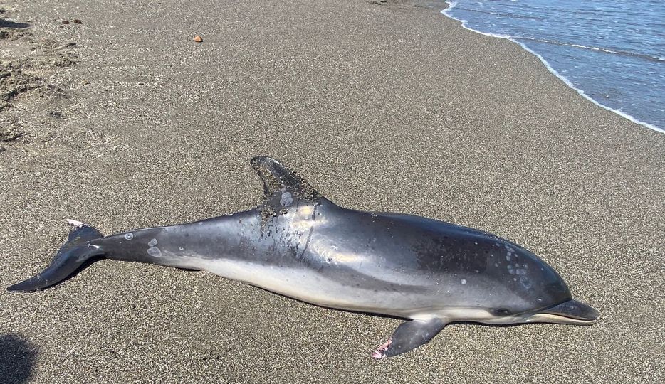 Otro delfín muerto hallado en la Costa del Sol: Junto al chiringuito Cubanga en Manilva - 365609819 661398229357455 1295777747813944389 n Otro delfín muerto hallado en la Costa del Sol: Junto al chiringuito Cubanga en Manilva - 365609819 661398229357455 1295777747813944389 n