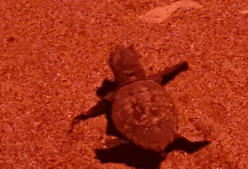 Nacen 31 crías de tortuga boba en Marbella después de casi dos meses protegiendo su nido - IMG 20230829 WA0003 1 Nacimiento de 31 tortugas bobas en una playa de Marbella.