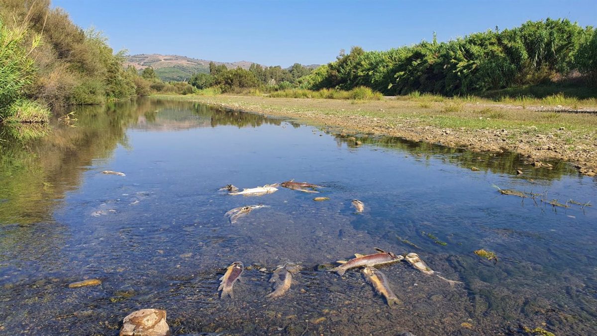 Ecologistas alertan sobre la muerte de cientos de peces en el Río Guadiaro, en Casares - IMG 0999 Ecologistas alertan sobre la muerte de cientos de peces en el Río Guadiaro, en Casares - IMG 0999