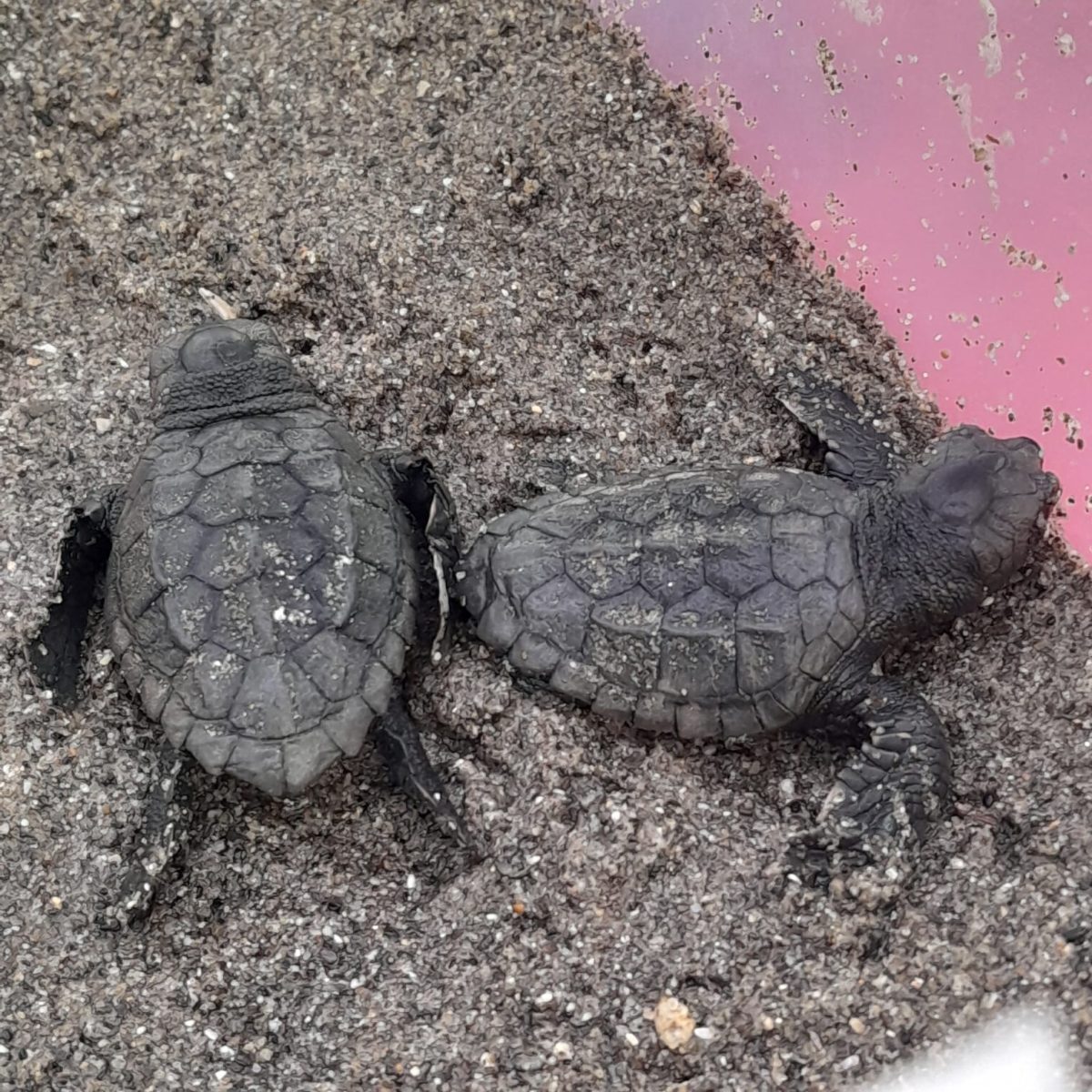 Nacen 20 tortugas bobas más en Marbella y suman 51 ejemplares - IMG 1266 Nacen 20 tortugas bobas más en Marbella y suman 51 ejemplares - IMG 1266